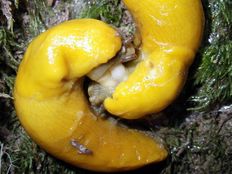 Ariolimax dolichophallus