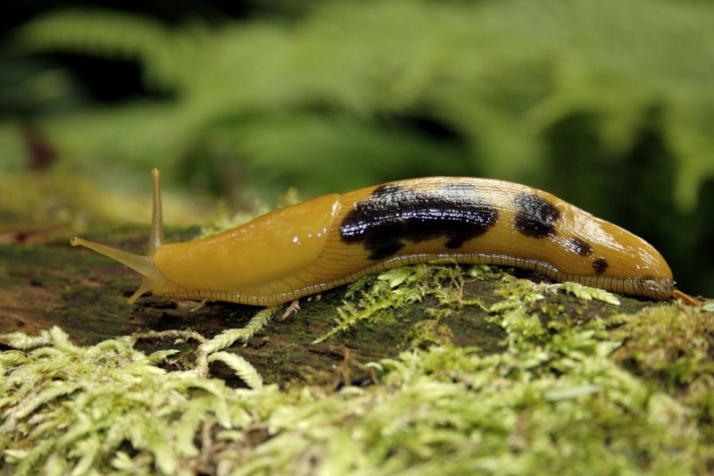Ariolimax dolichophallus