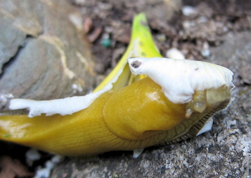 Ariolimax dolichophallus