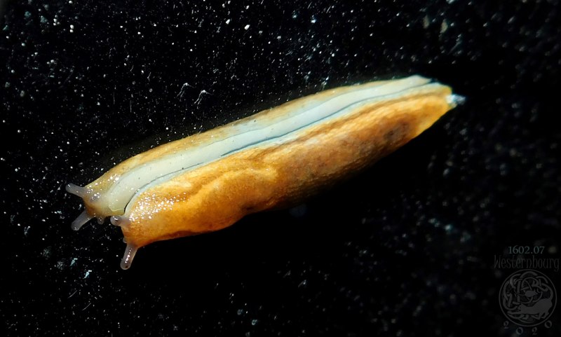 Ariolimax columbianus