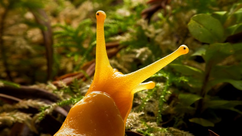 Ariolimax columbianus