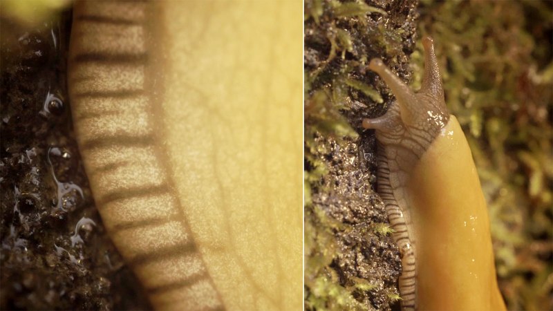 Ariolimax columbianus