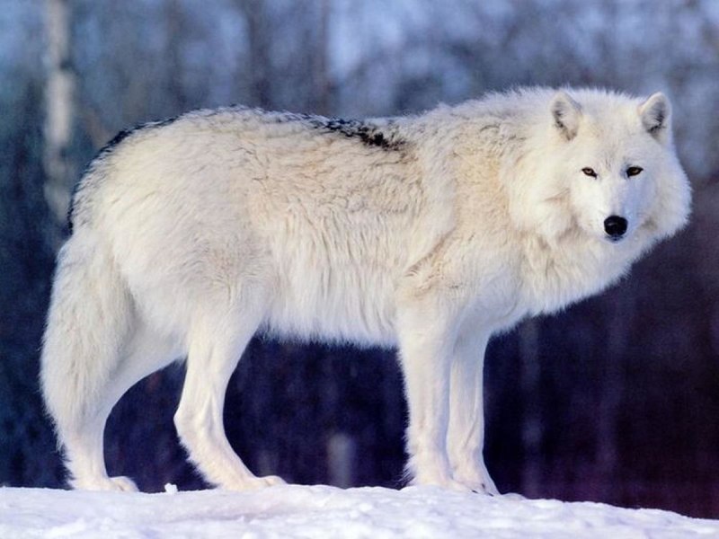 Тундровый волк (59 фото)