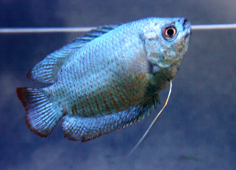 Лялиус (Trichogaster lalius)