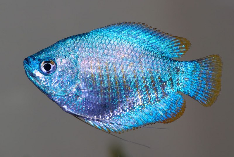 Лялиус (Trichogaster lalius)