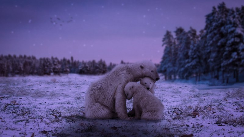 Рождение белого медведя