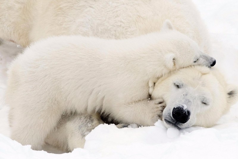 Белый медвежонок с мамой (61 фото)