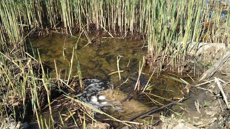 Рыба выпрыгивает из воды