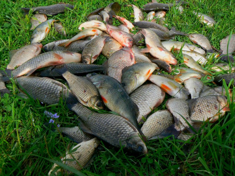 Сазан (Cyprinus Carpio)