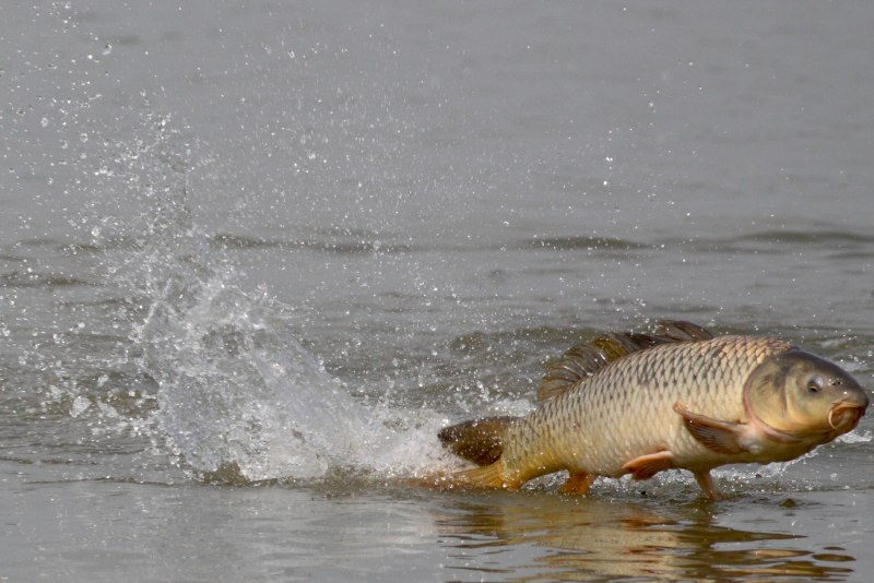Рыба выпрыгивает из воды
