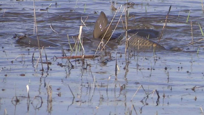 Много рыбы в водоеме