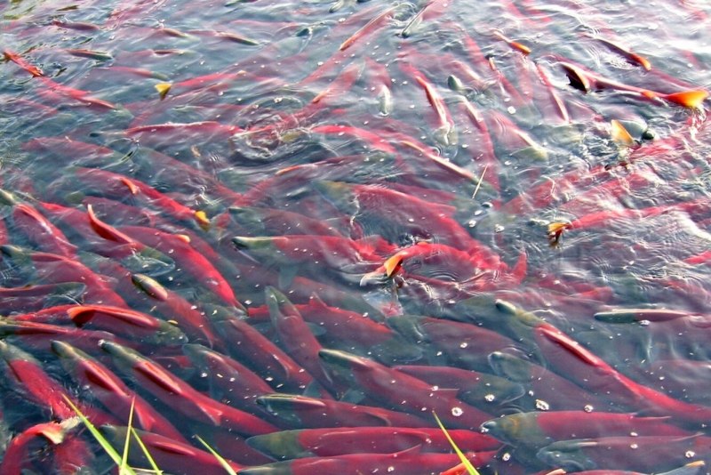 Рыба выпрыгивает из воды