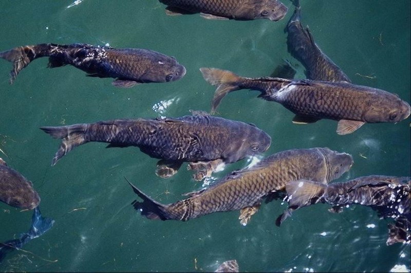 Рыбы Азовского моря