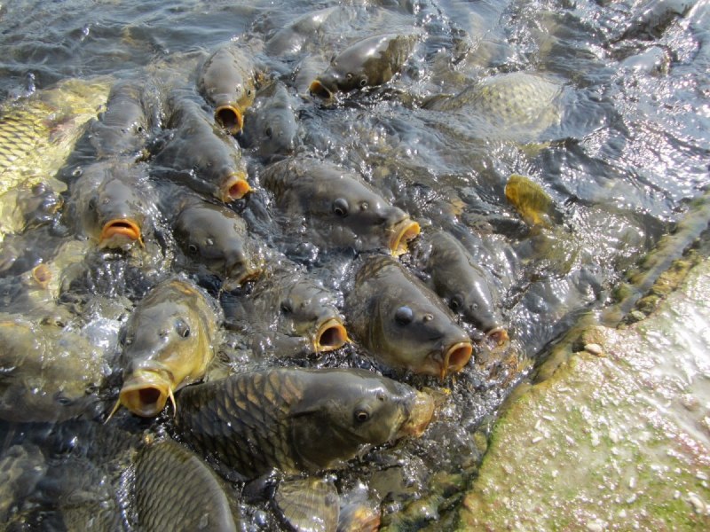 Рыба выныривает из воды