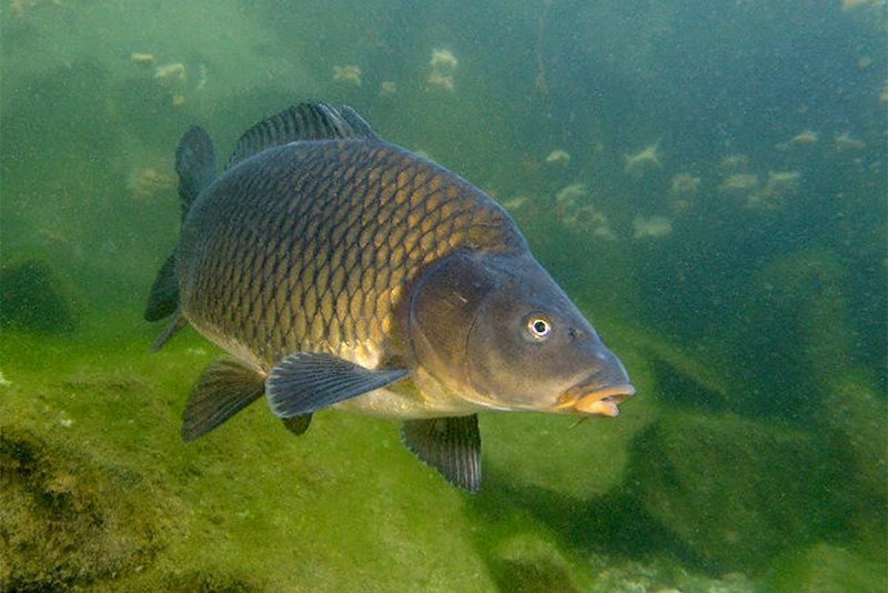 Карп (Cyprinus Carpio)