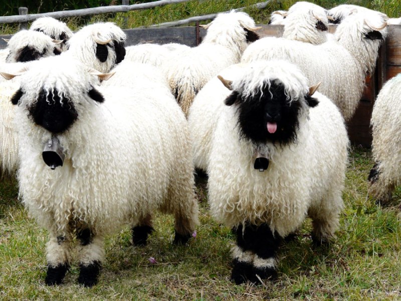 Овцы породы Valais Blacknose