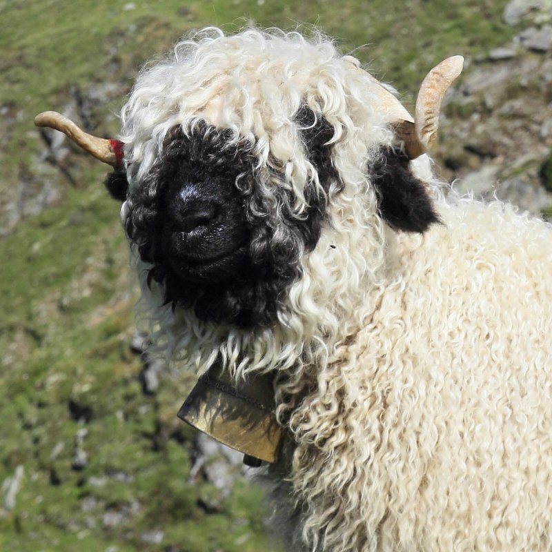 Valais Blacknose