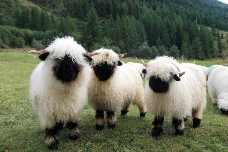 Валлийская черноносая овца (55 фото)