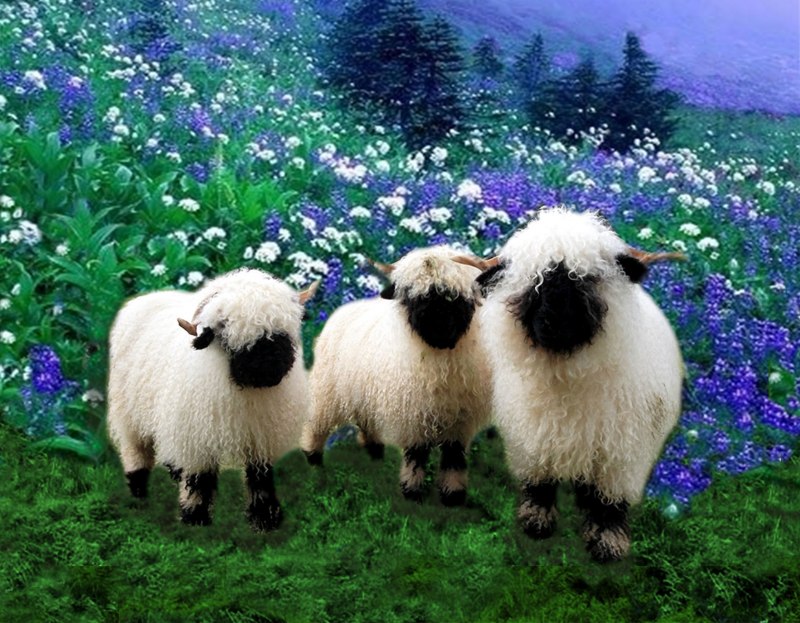Valais Blacknose