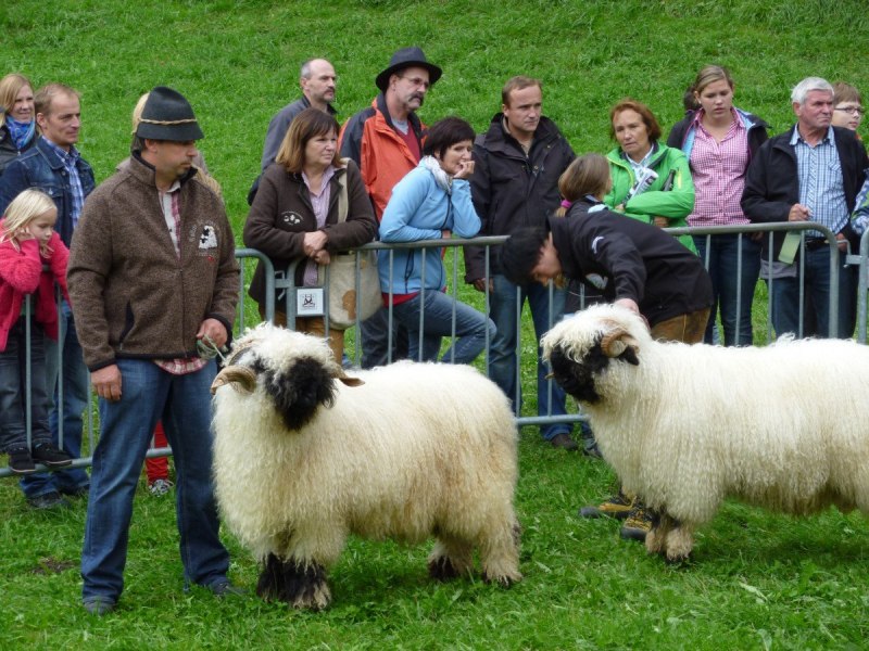 Овцы породы Valais Blacknose