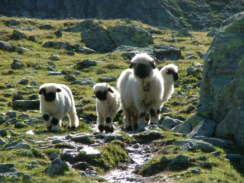 Blacknose Sheep