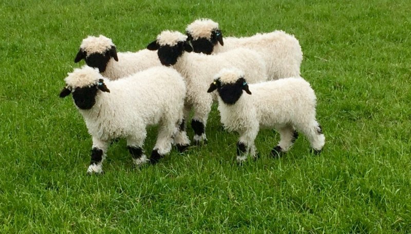 Valais Sheep