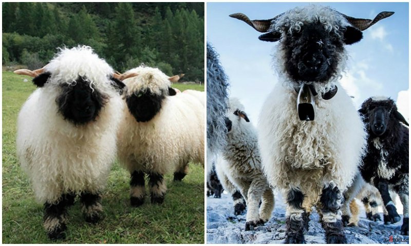 Valais Blacknose
