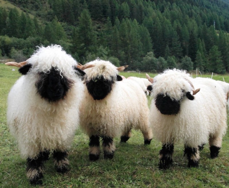 Valais Blacknose