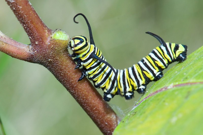 Caterpillar гусеница Caterpillar гусеница
