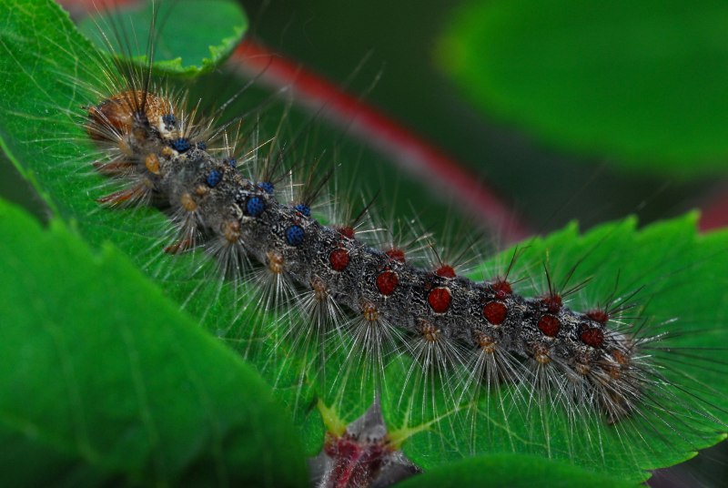 Gnophria rubricollis гусеница