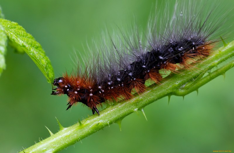 Гусеница Cerura vinula