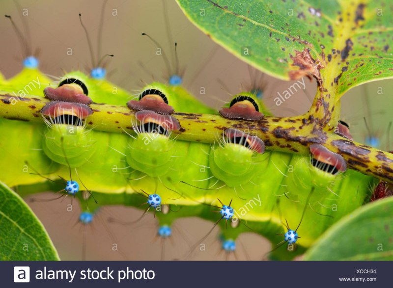Гусеница бабочки Carthaea saturnioides