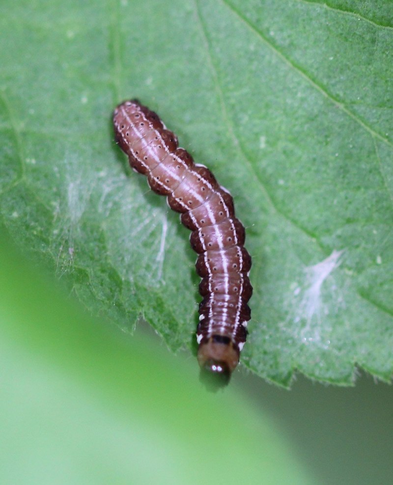 Papilio Troilus гусеница