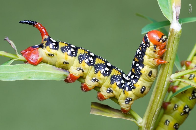 Sphinx ligustri гусеница