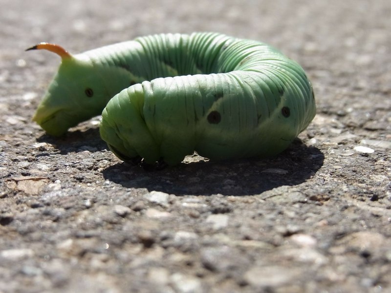 Green Caterpillar гусеница