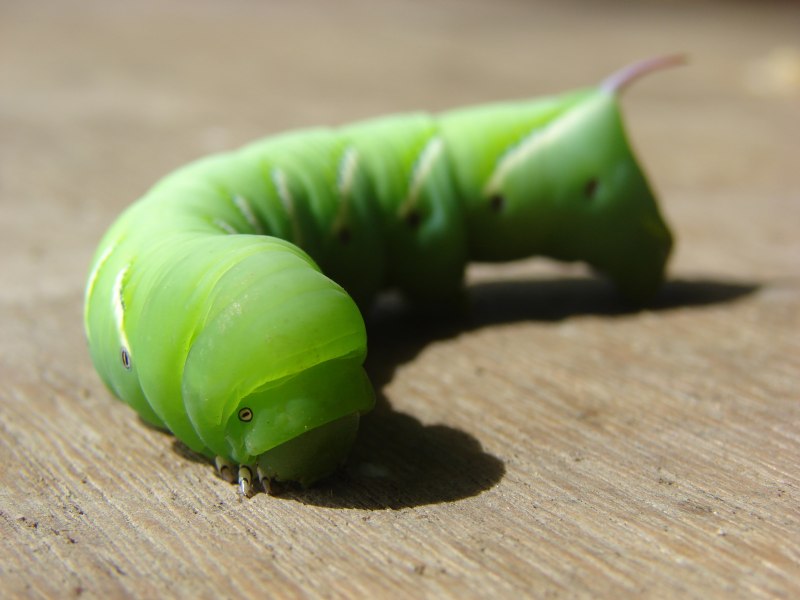 Saturniidae гусеница