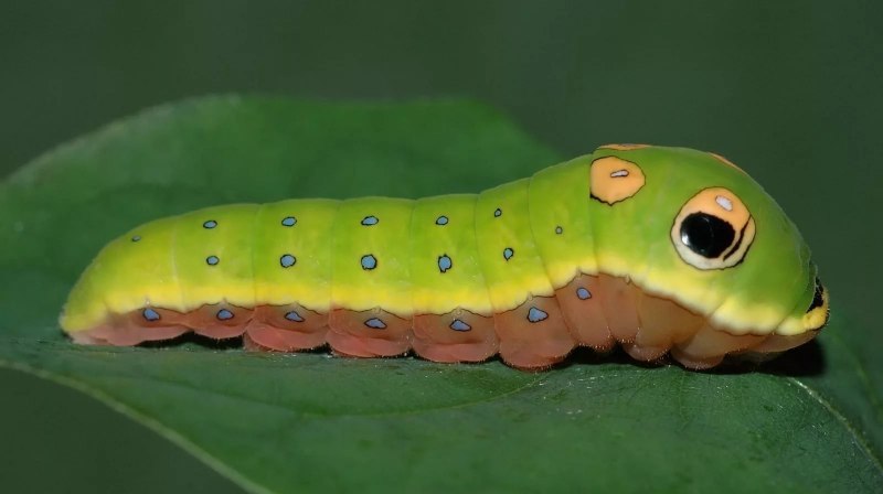 Гусеница бабочки Carthaea saturnioides