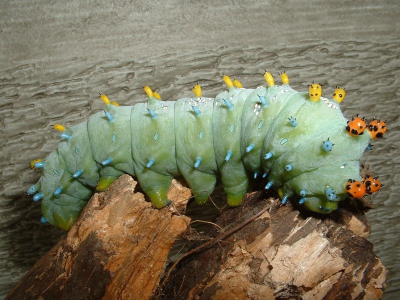 Гусеница minuscule Caterpillar