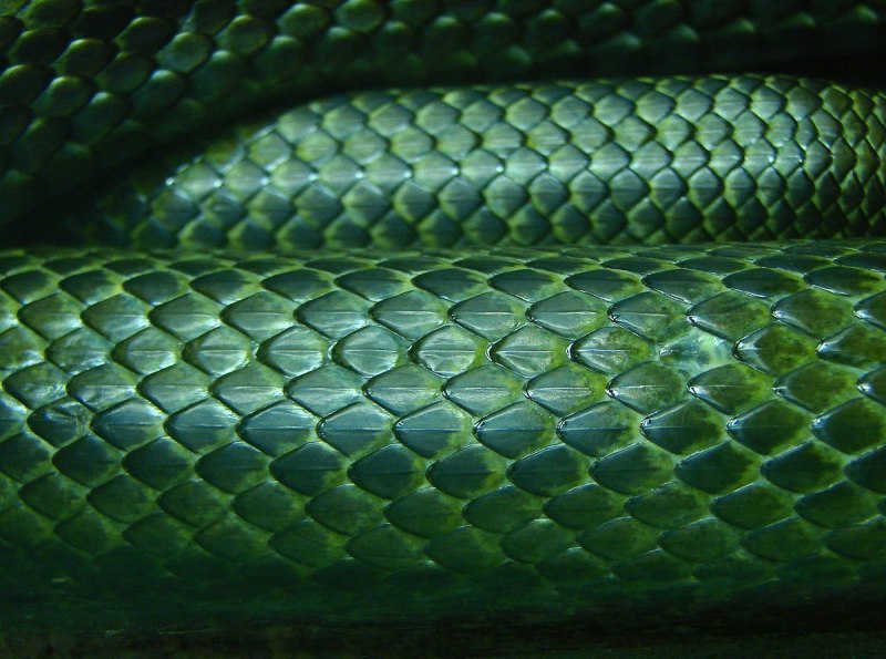 Змеиная чешуя (69 фото)