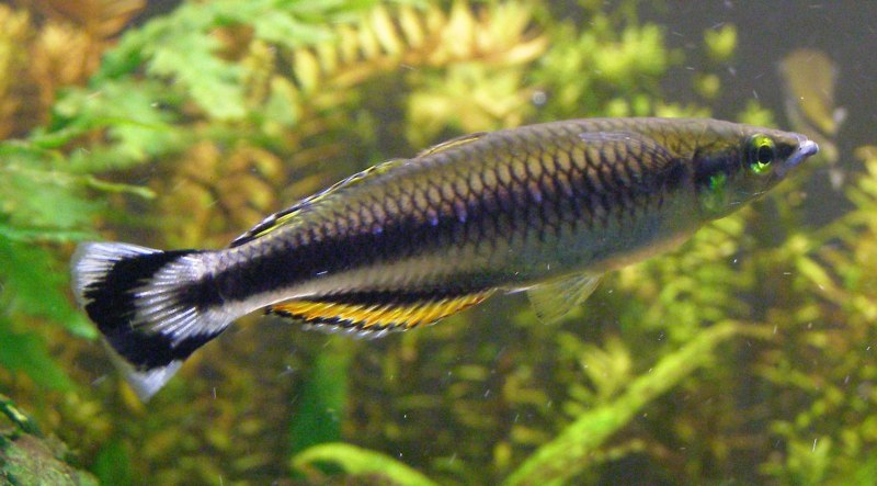 Leuciscus borysthenicus