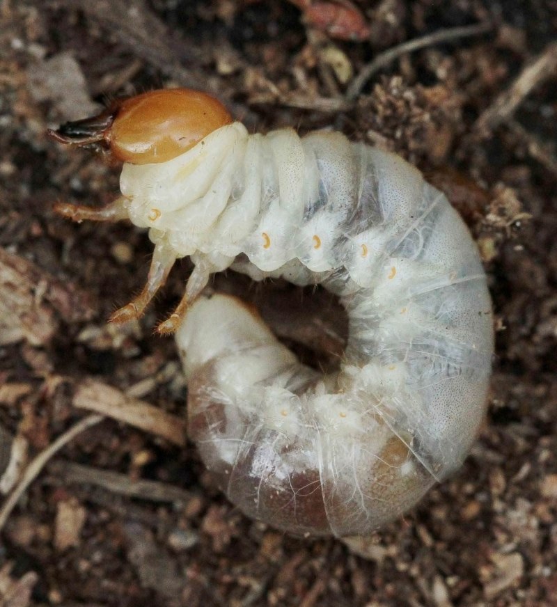 Бронзовка жук личинка (72 фото)