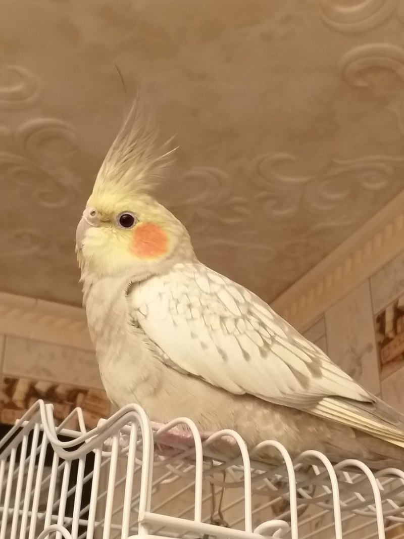 Корелла лютино самец