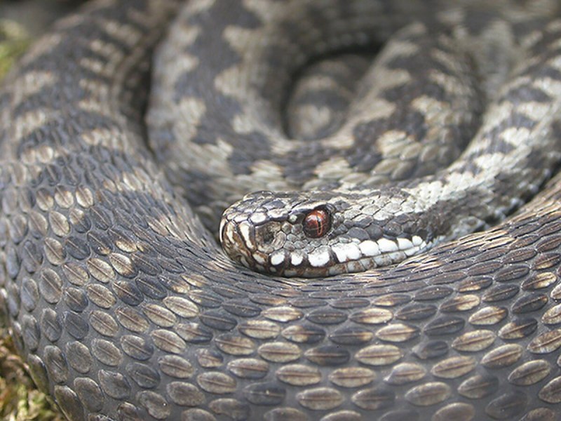 Гадюка Никольского (лат. Vipera nikolskii)