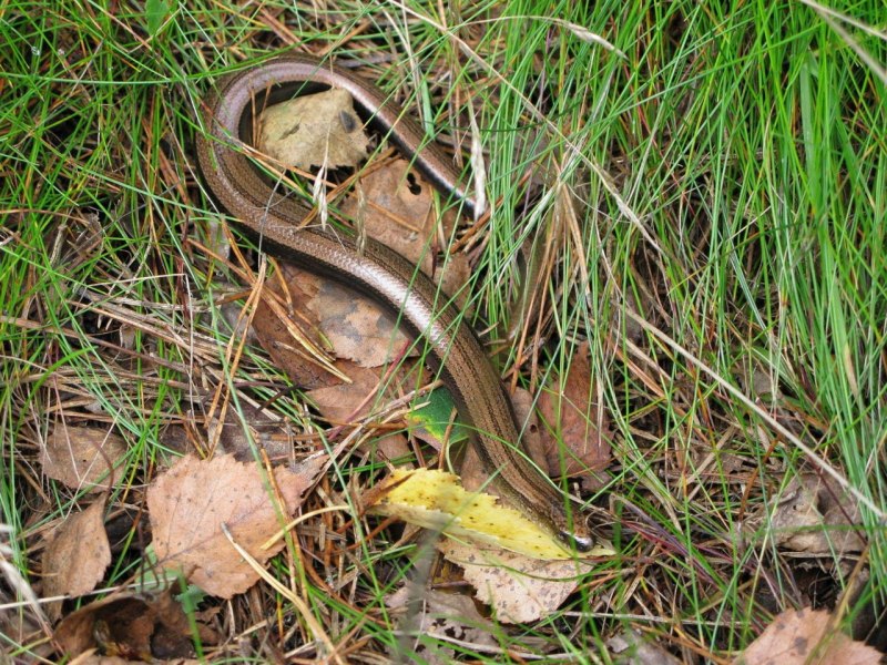 Гадюка Сахалинская ( Vipera sachalinensis )