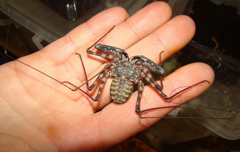 Фрины Phrynus marginemaculatus