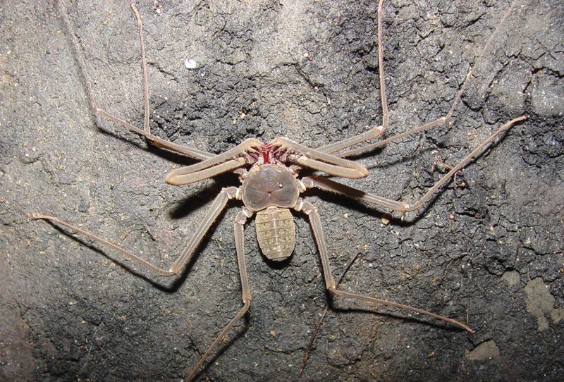Фрины Phrynus marginemaculatus