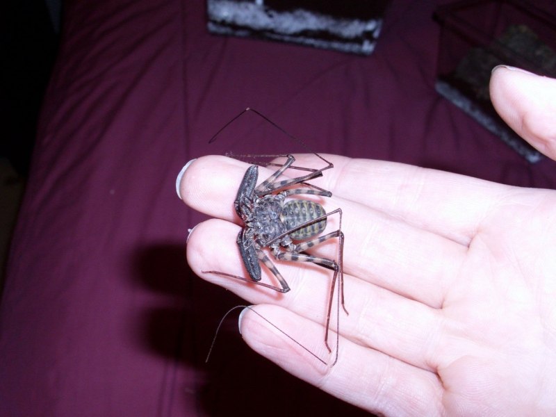 Euphrynichus amanica