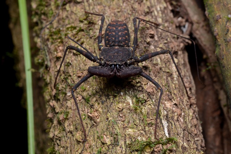 Euphrynichus amanica паук