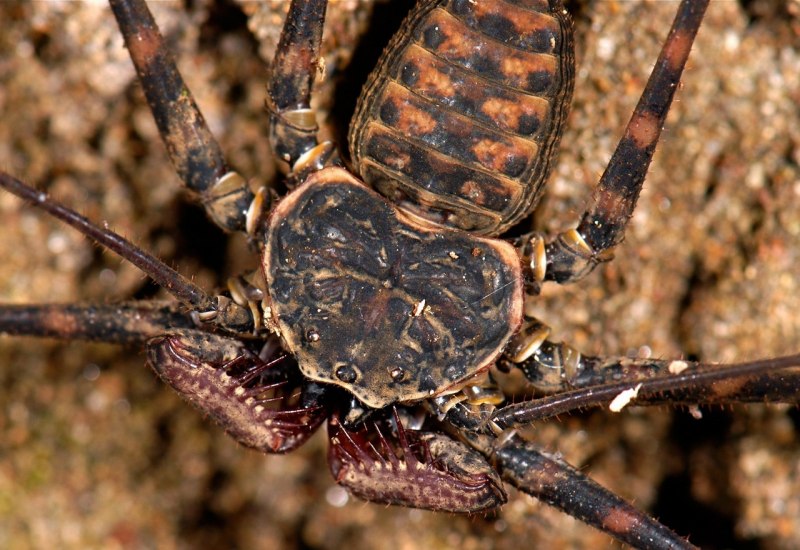 Фрин Damon variegatus