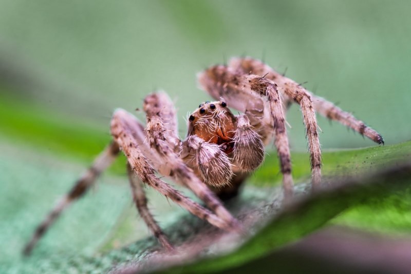 Фрин самец Heterophrynus